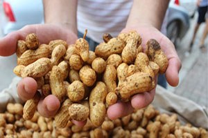 Firik Yer Fıstığı Tezgahlarda Yerini Aldı