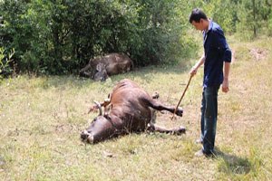 Köye Kadar İnen Ayılar 3 İneği Telef Etti