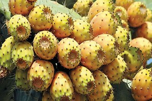 Kaynana Dili nin DNA sı Çıkarıldı