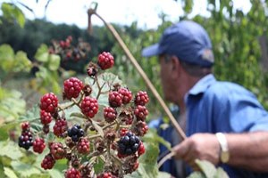 Kırklareli de Vatandaşlar Böğürtlen Toplamaya Başladı