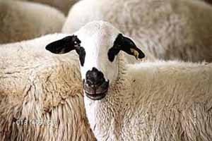 Herkes Sığıra Yükleniyor Koyundan da Kurbanlık Oluyor