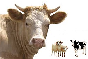 Türk Kızılayı Kurban Fiyatını Açıkladı