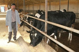 Kurbanda Hayvan Fiyatları Kesim Fiyatlarıyla Aynı Oranda Seyredecek