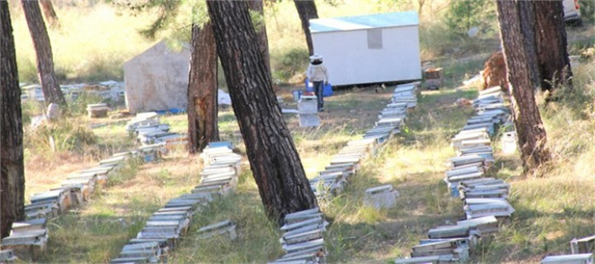 Muğla da Arı Konaklama Projesi