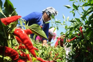 Gaziantep te Acı Biber Hasadı Başladı