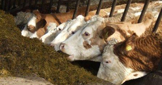 Besilik Sığır Desteklemeleri Hesapta