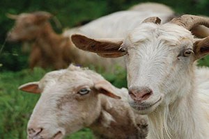 Yüksek Kurban Fiyatlarına Karşı Koyun Keçi