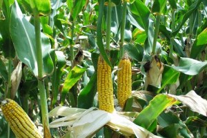 Mısır hasadı başladı gözler TMO da