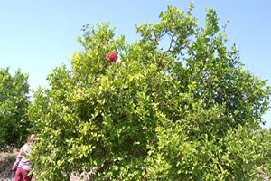 Muğla da Limon İhalesi Yapıldı