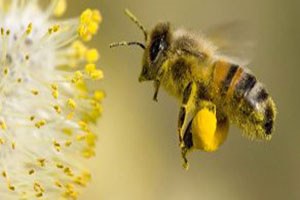 Ordu Artan Terör Olayları Gezginci Arıcıları Tedirgin Ediyor
