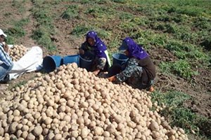 Tohumluk pateteslerin hasadına başlandı