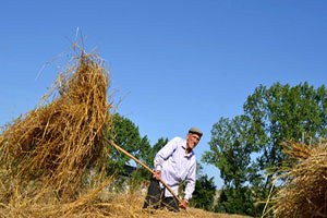 Samsunlu Çiftçi Ektiğini Biçti Ama Emeğinin Karşılığını Alamadı