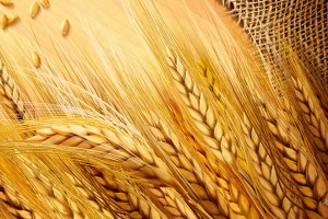 Ukrayna da Tahıl Hasadının 59 Milyon Ton Olması Bekleniyor