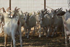 Bursa nın üniversiteli kurbanlıklarının fiyatı piyasanın altında