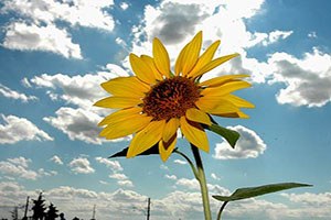Çukurova Çiftçisinin Yüzü Yağlık Ayçiçeğiyle Gülüyor