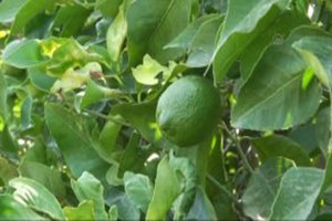 Yüksek Fiyat Limonda Erken Hasada Yöneltti