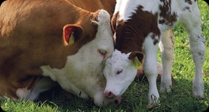 43 Bin Büyükbaş ve Küçükbaş Hayvan Sigortalandı