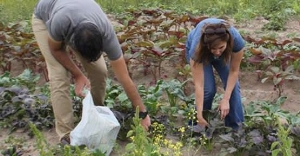 Kayseri de Uzakdoğu Sebzeleri Yetiştiriliyor