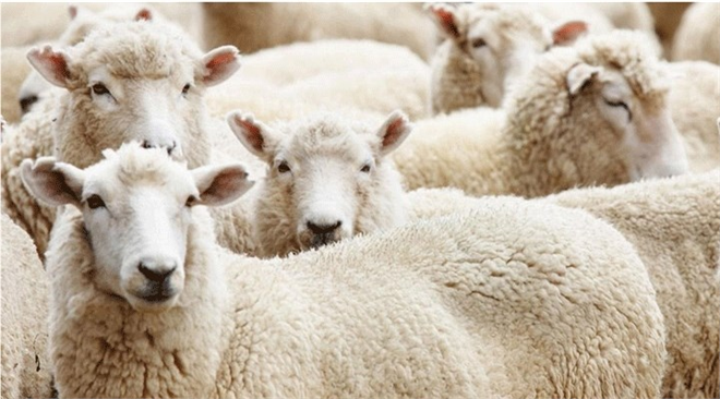 Kurbanda Fiyatlar Nasıl Olacak