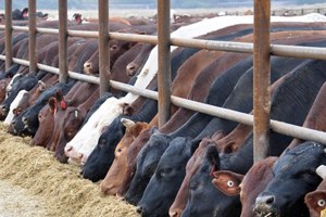 Kırıkkale de 425 bin lira besi desteği ödendi