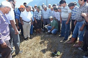 Denizli de Tarla Faresi İle Mücadele Ediliyor