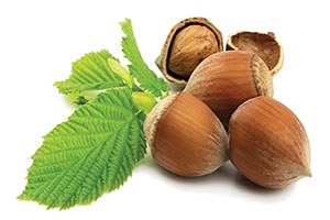 Fındık Yeni Sezona Görkemli Bir Açılış ile Giriyor