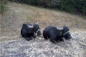 Karadeniz de Manda Sayısı Arttı