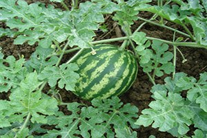 Edirne de Karpuz Üreticisine Destek Büyüyor