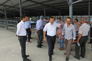 Kavak ta Hayvan Pazarı