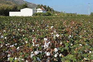 Masraflar Artınca Üretici Beyaz Altından Kaçtı