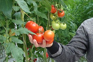 Seracıları Rekolte Sevindirdi Fiyatlar Üzdü