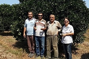 Söke de Bahçelere Zararlı Böcek Avcıları Salındı