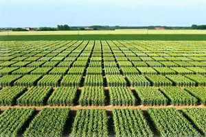 Manavgat ta Tarla Günü Etkinliği