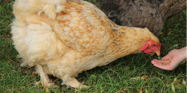 Tavuk Yemi Tartışması Büyüyor