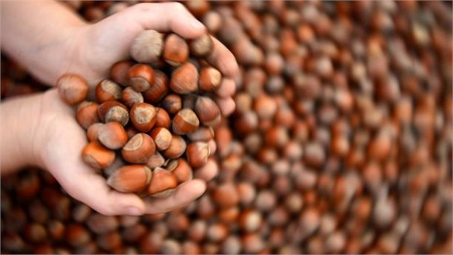 Fındıkta Büyük Tehlike