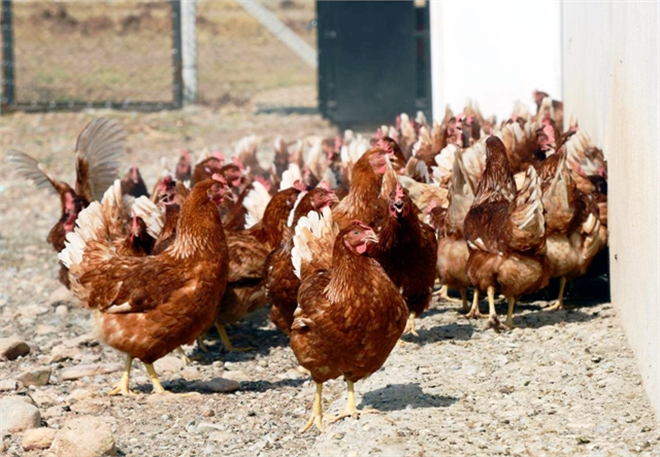 Özgür Tavuklarda Verim Daha Fazla