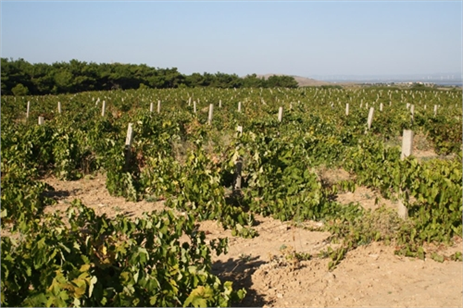 Buca da Üzüm Bağı Yeşeriyor