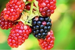 Alaplı da Böğürtlen Yetiştiriciliği