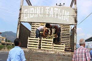 Mudanya da İncir Hasadı Buruk Başladı