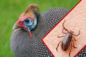 Suşehri nde Beç Tavuğu Dağıtıldı