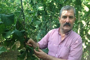 Fındıkta Rekolte Düşük Piyasaya Az Fındık İndirin Emanete Ürün Vermeyin