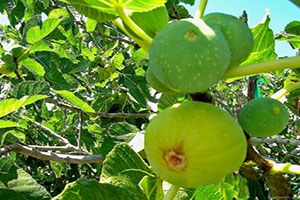 İncir deki Rekolte Kaybının Sebebi Belli Oldu