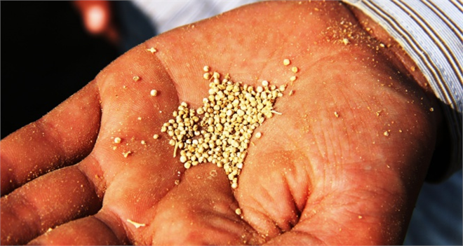 Kinoa Bitkisinin Hasadı Yapıldı