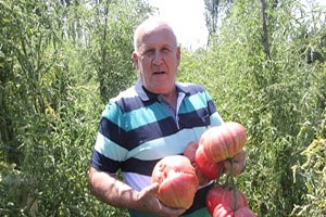 1 8 Kiloluk Organik Osmanlı Domatesi Yetiştirdi