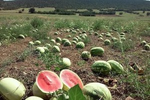 Para Etmiyor Diye Karpuz Tarladan Toplanmıyor