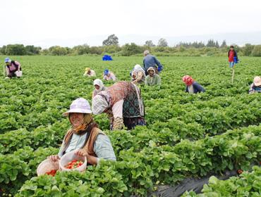 Bto nun Raporu Mevsimlik Tarım İşçilerinin Durumunu Anlattı