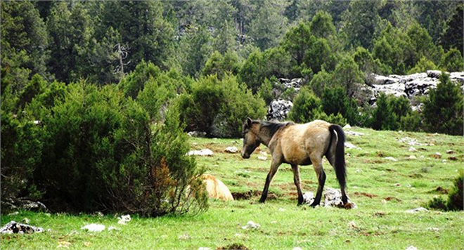 Ormana Mermer Ocağı Kuruluyor