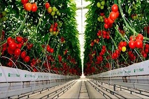 Arsaya Bina Değil Domates Ekecek