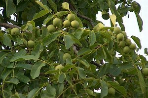 Erdemli de Ceviz Yetiştiriciliği