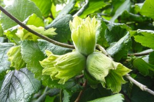 Fındıkta Aflatoksin Uyarısı